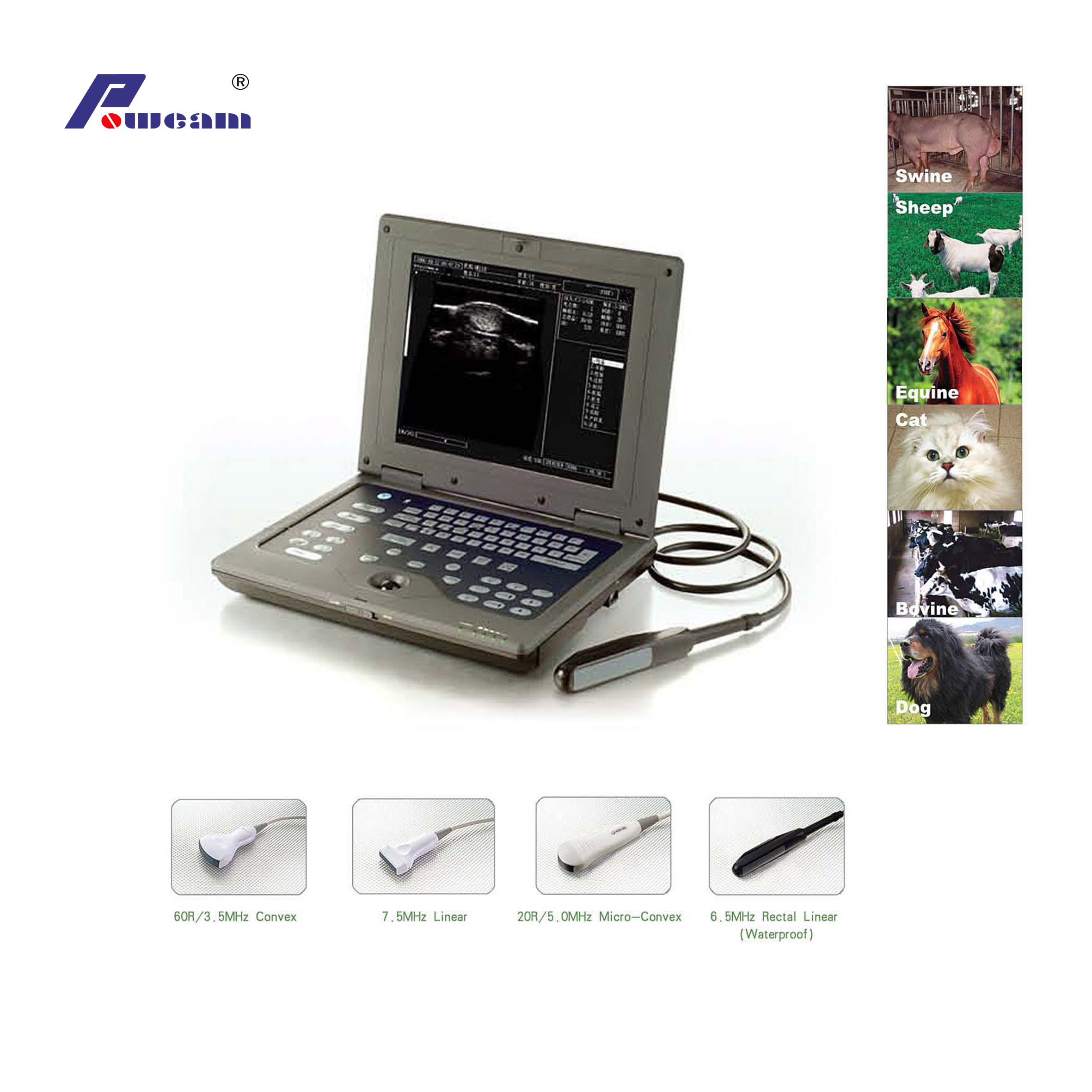 Medical Portable CE ISO Full-Digital-Laptop-Veterinär-Ultraschall-Scanner